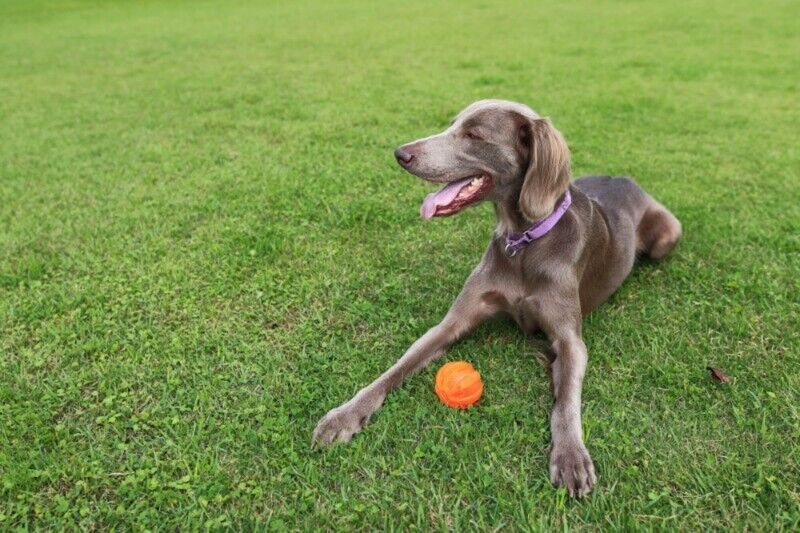 ボールで遊ぶ犬